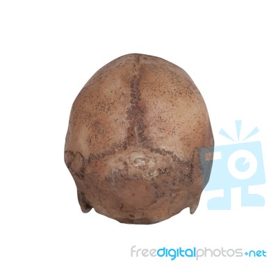 Human Skull Back View Isolate On White Background Stock Photo