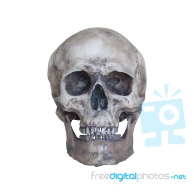 Human Skull Isolate On White Background Stock Photo