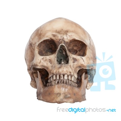 Human Skull Isolate On White Background Stock Photo