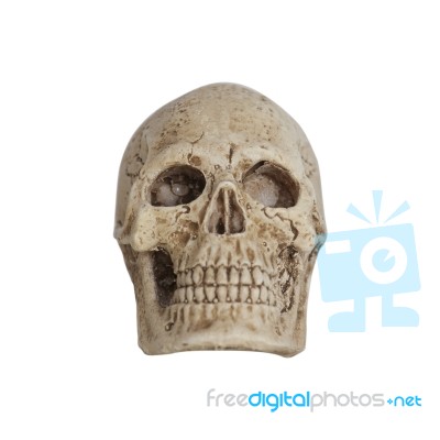 Human Skull Isolate On White Background Stock Photo