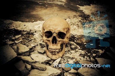 Human Skull On Ruins Place Stock Photo