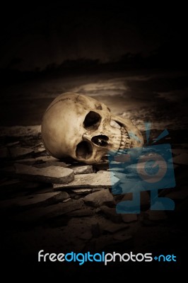 Human Skull On Ruins Place Stock Photo