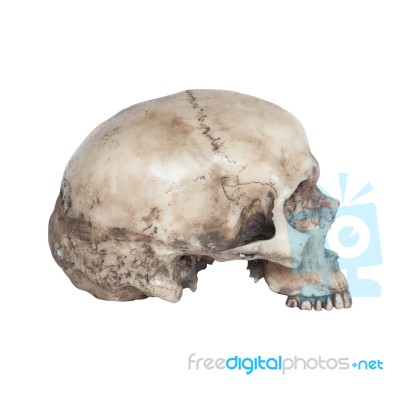 Human Skull Side View Isolate On White Background Stock Photo