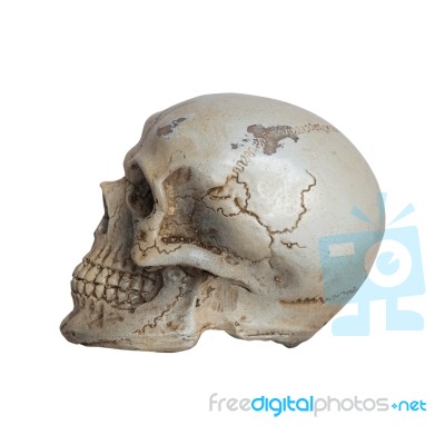 Human Skull Side View Isolate On White Background Stock Photo