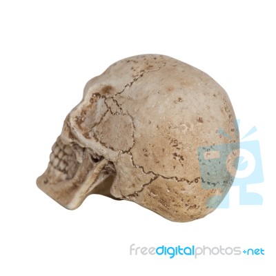 Human Skull Side View Isolate On White Background Stock Photo