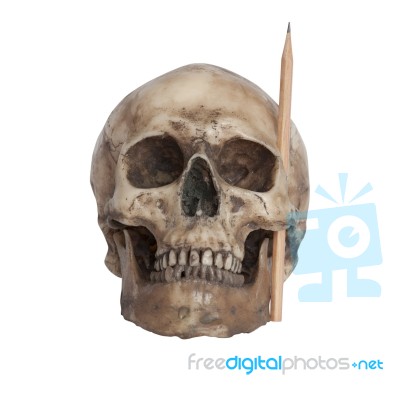 Human Skull With A Pencil At Cheekbone For Creative Idea Concept… Stock Photo