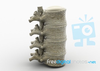 Human Spinal Cord Stock Image