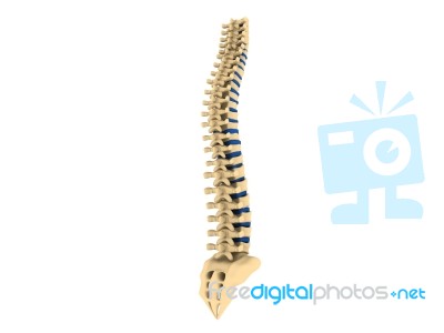 Human Spine Stock Image