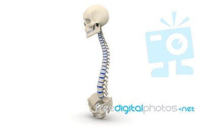 Human Spine Stock Image