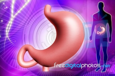 Human Stomach Stock Image