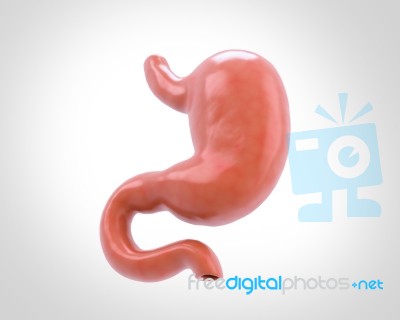 Human Stomach 3d Illustration In Digital Background Stock Image