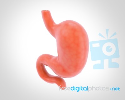 Human Stomach 3d Illustration In Digital Background Stock Image