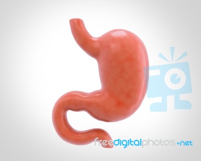 Human Stomach 3d Illustration In Digital Background Stock Image