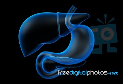 Human Stomach And Liver Stock Image