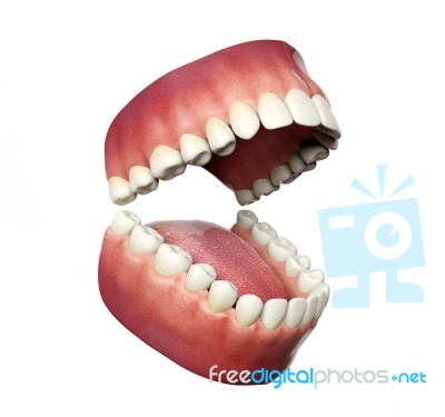 Human Teeth Opening Isolated On White Background, 3d Rendering Stock Image