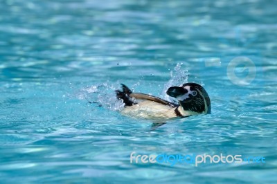 Humboldt Penguin (spheniscus Humboldti) Stock Photo