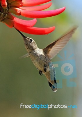 Humming Bird drinking nectar Stock Photo