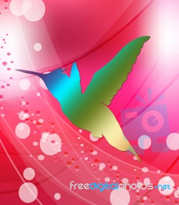 Hummingbird Stock Image