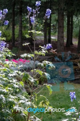 Hummingbird Feeding On Delphinium Stock Photo