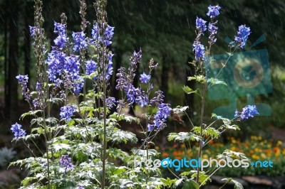 Hummingbird Feeding On Delphinium Stock Photo