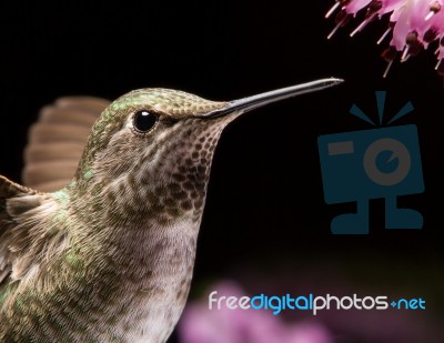 Hummingbird Head Close Up Stock Photo