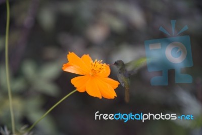 Hummingbird In Flight On A Flower Stock Photo