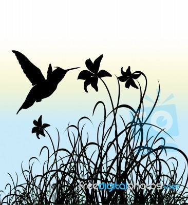 Hummingbird Silhouette Stock Image