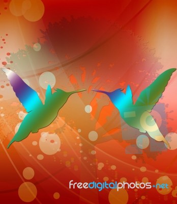 Hummingbirds Stock Image