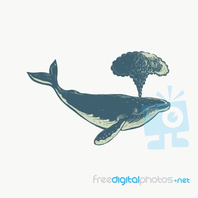 Humpback Whale Blowing Water Scratchboard Stock Image