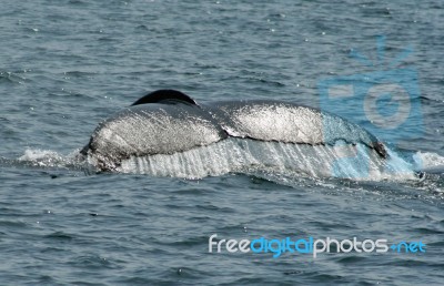 Humpback Whale Tail Stock Photo