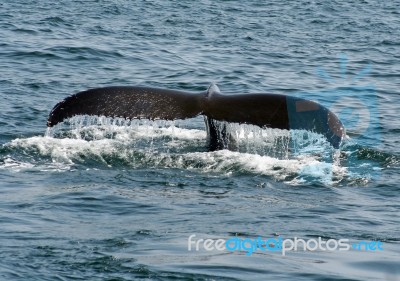 Humpback Whale Tail Stock Photo