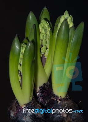 Hyacinth Stock Photo