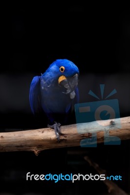 Hyacinth Macaw Close Up Stock Photo