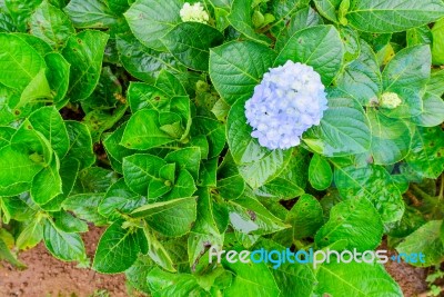 Hydrangea Blue Flower With Green Leaves Stock Photo