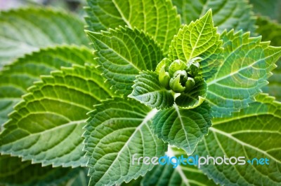 Hydrengea Leaves Stock Photo