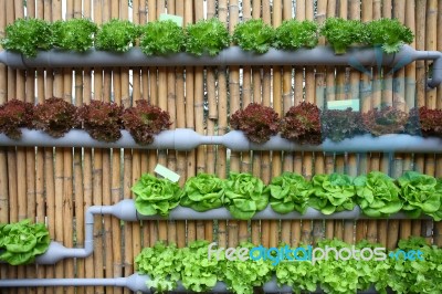 Hydroponic Salad Stock Photo