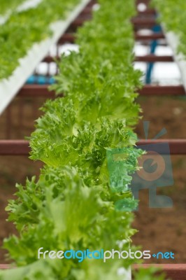 Hydroponic Vegetable Farm Stock Photo