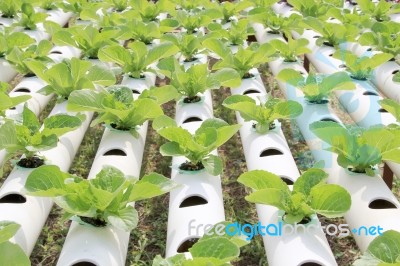 Hydroponic Vegetable Farm Stock Photo