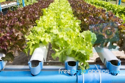 Hydroponic Vegetable Garden Stock Photo