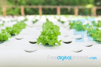 Hydroponic Vegetable Is Planted In A Garden Stock Photo