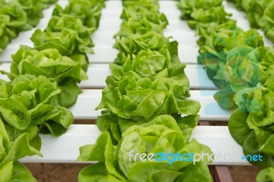 Hydroponics Stock Photo