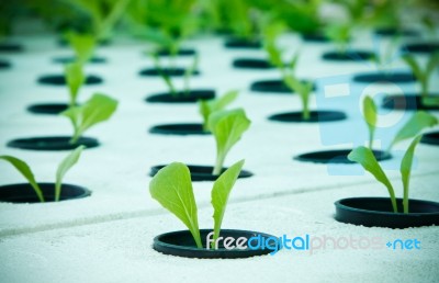 Hydroponics Plant Stock Photo