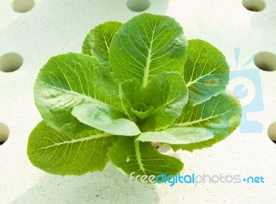 Hydroponics Plant Stock Photo