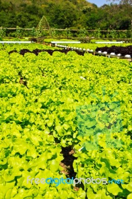 hydroponics Plant Of Lettuce Stock Photo