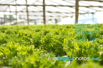 Hydroponics Vegetable Stock Photo