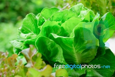 Hydroponics Vegetable Stock Photo