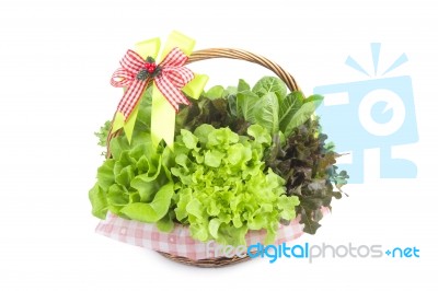 Hydroponics Vegetable Stock Photo