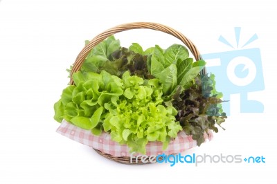 Hydroponics Vegetable Stock Photo