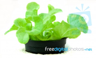 Hydroponics Vegetable Stock Photo