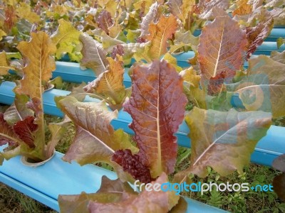 Hydroponics Vegetable Stock Photo